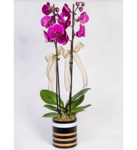 2 Dal Mor Orkide Çiçeği Gold Çizgili Vazoda